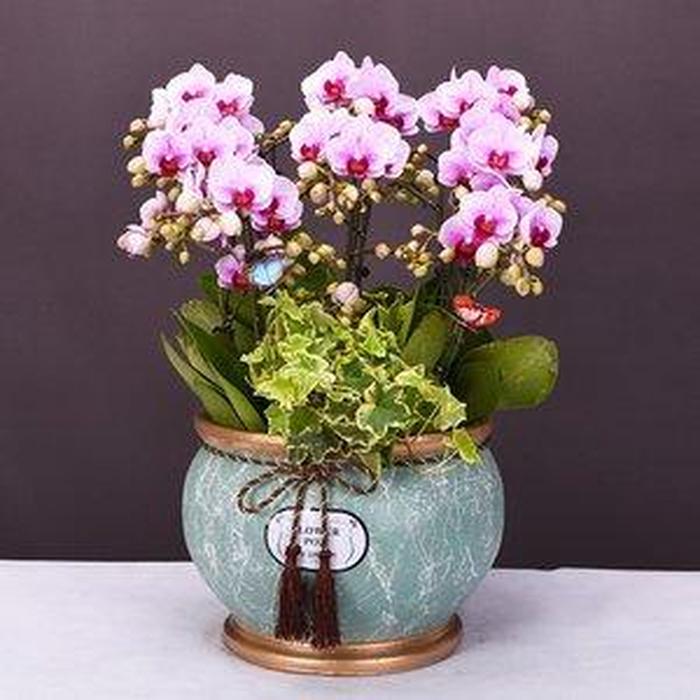 盆栽花卉 赠予自然的诗意，传递情感的芬芳