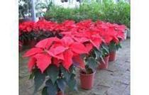 礼品工艺品盆栽花卉 艺术、情感与市场的完美融合