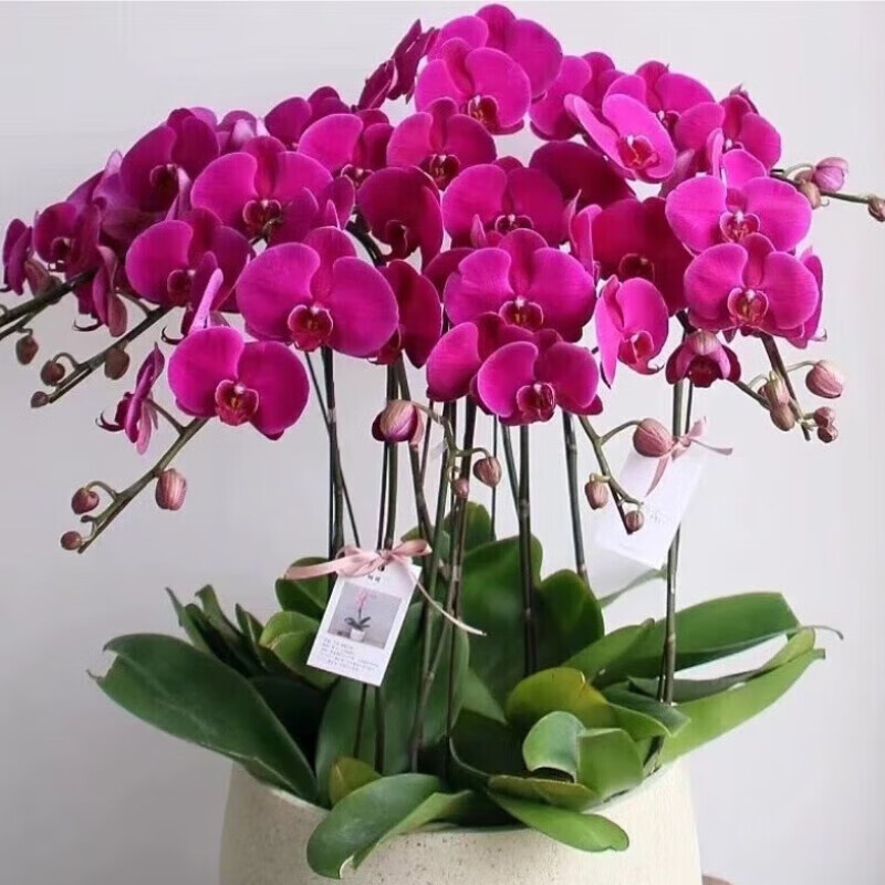 绿苹果蝴蝶兰 献给恩师的四季芬芳