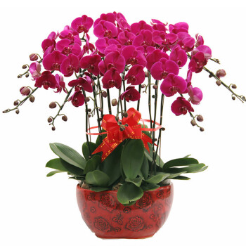 梦馨花卉蝴蝶兰盆栽 年节雅礼，点缀生活的高雅艺术