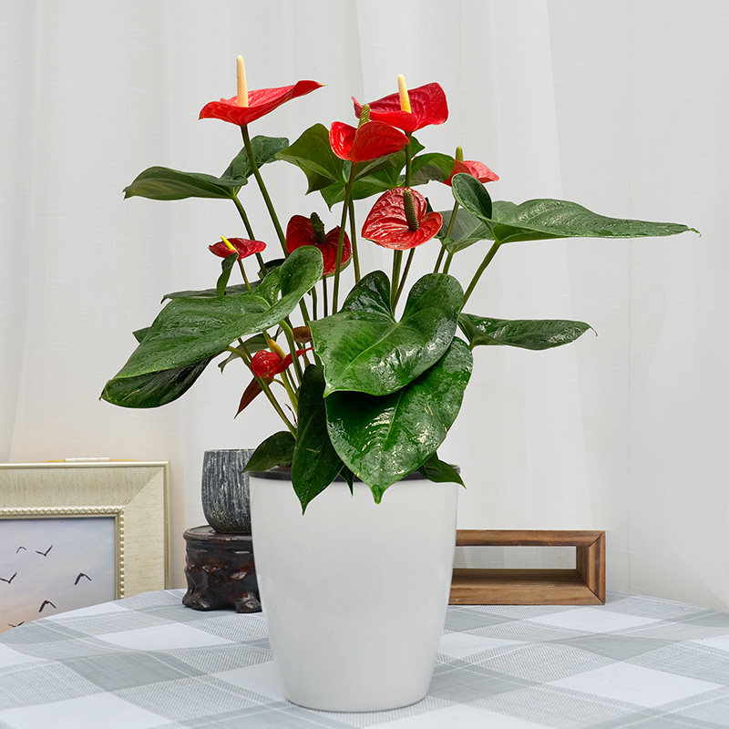 红掌·凤梨·温室花卉 成都桌面盆栽中的年宵礼品金叶子