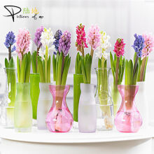 凯旋花卉C款组合盆栽与原野黑王子单株 新手多肉选购全指南