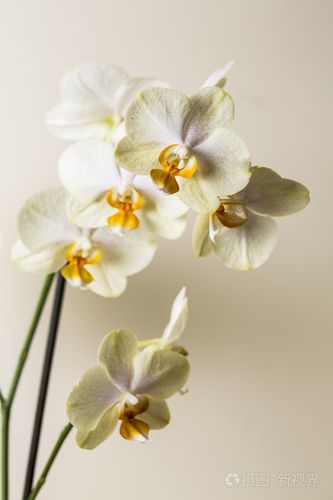 暖冬礼遇 当兰花花遇上SPA，妆点棕色系情人节